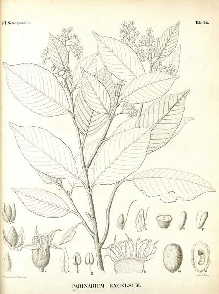 ملف:Parinari excelsa01.jpg