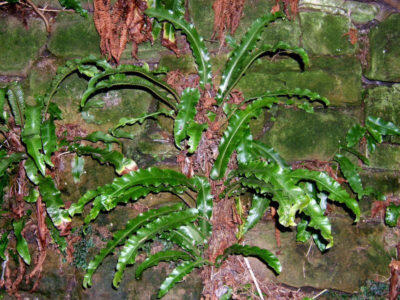 ملف:Asplenium scolopendrium.jpg