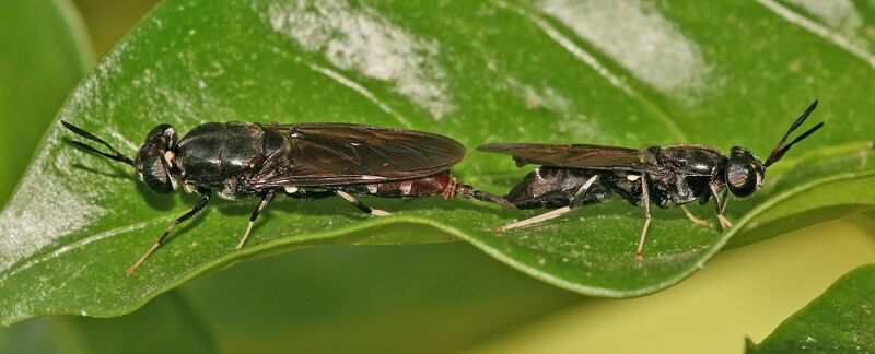 ملف:Black soldier flies mating.jpg
