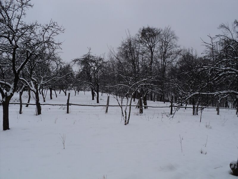 ملف:Iarna la Dragolesti.jpg