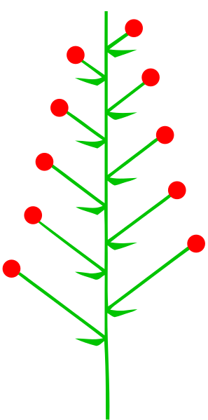 ملف:Traube (inflorescence).svg