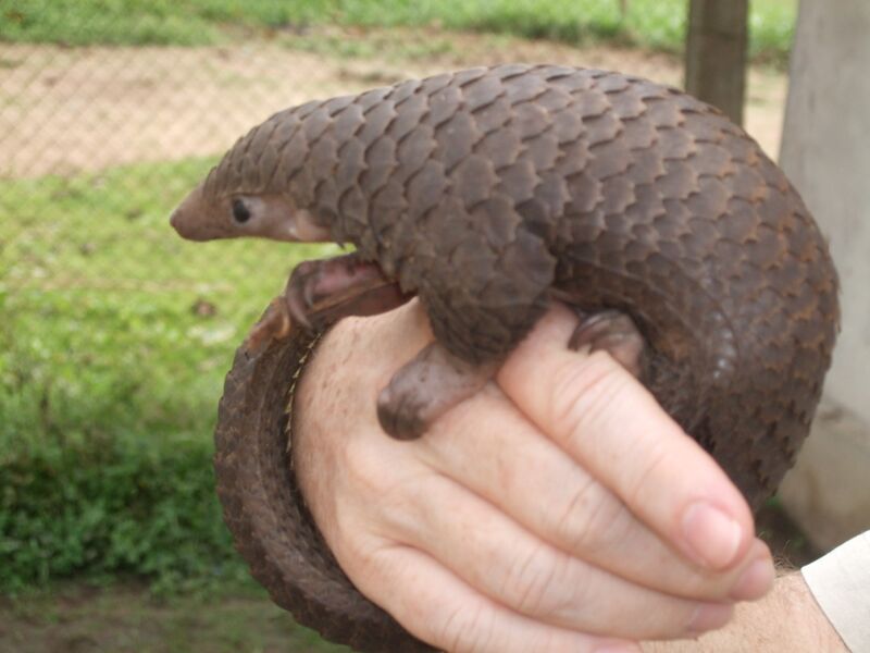 ملف:Tree Pangolin.JPG