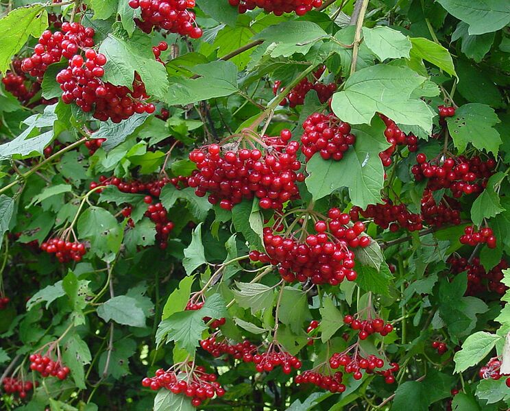 ملف:Viburnum opulus C.jpg