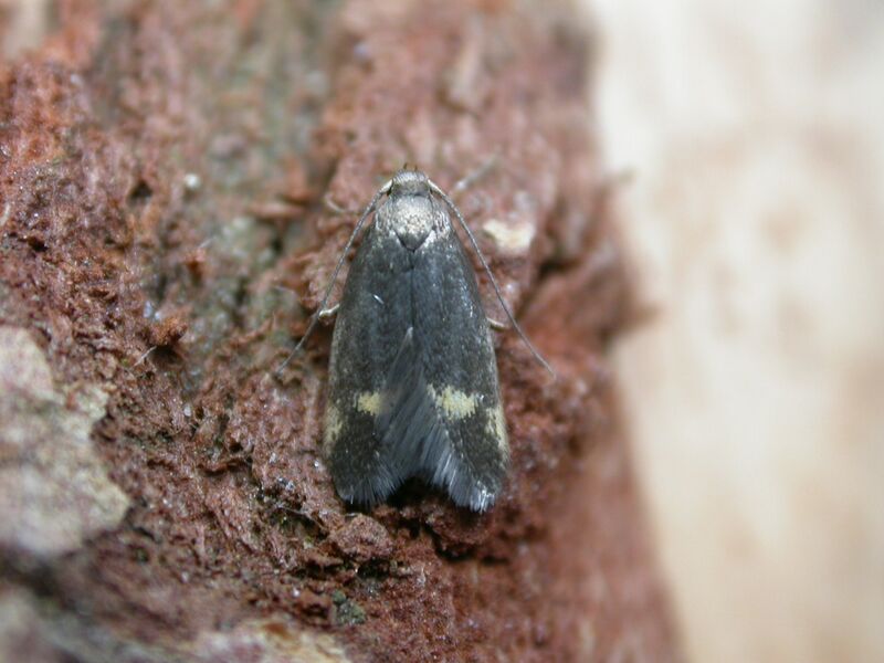 ملف:Borkhausenia minutella.jpg