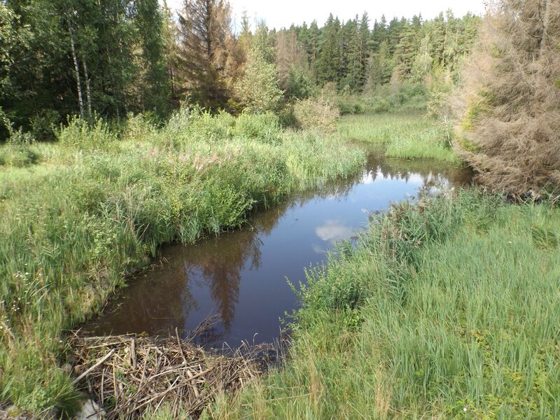 ملف:Kuura jõgi 2023.jpg