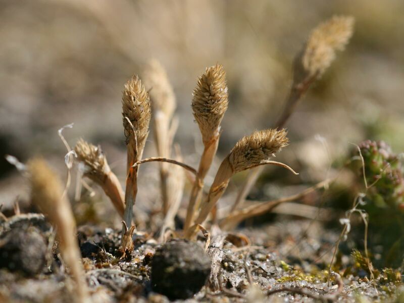 ملف:Phleum arenarium.jpeg