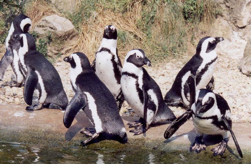 ملف:Sander-pinguins.jpg