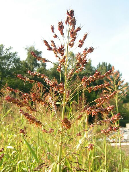 ملف:Sorghum durra01.jpg
